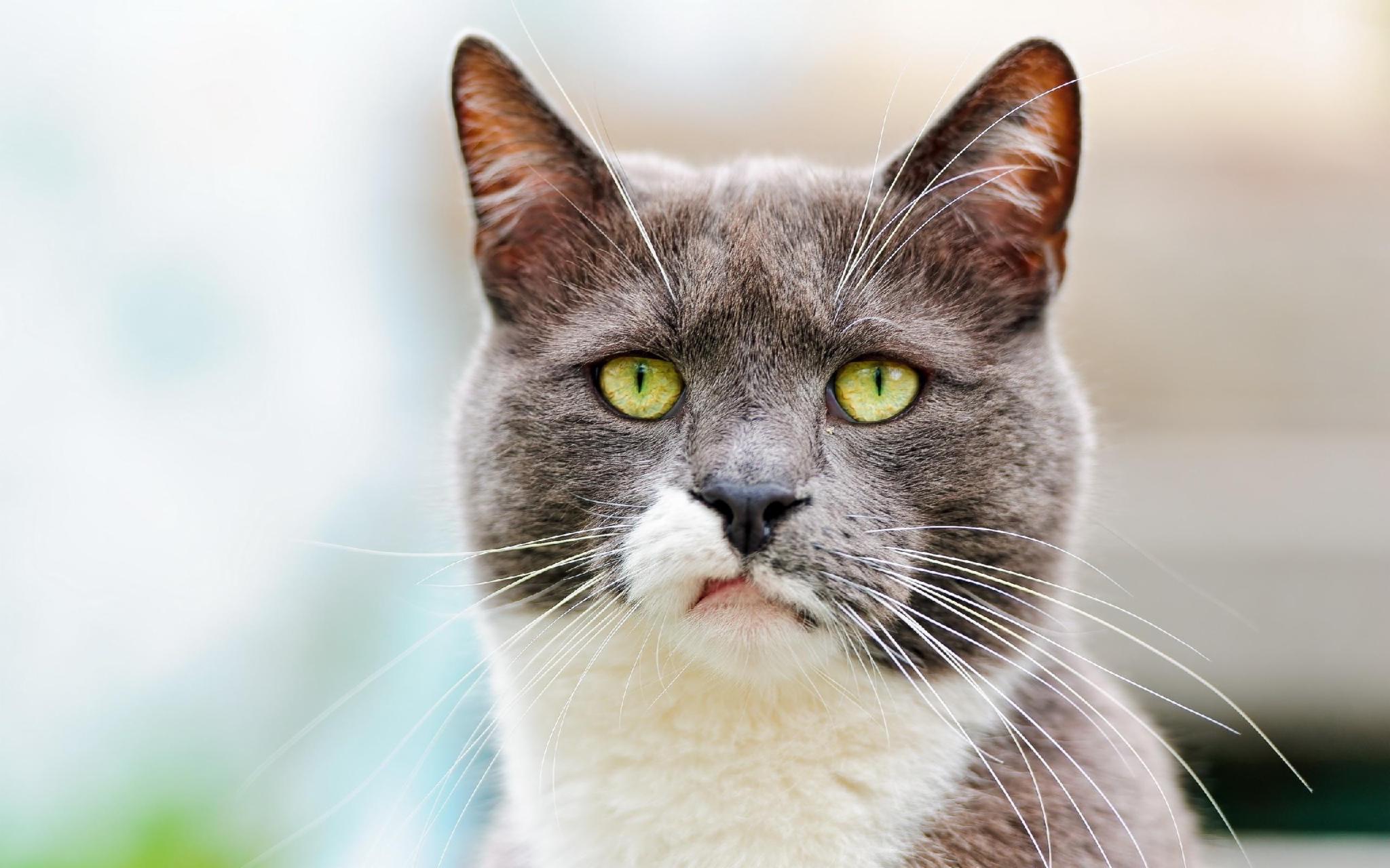 Sad cat 7 Sad cat 7