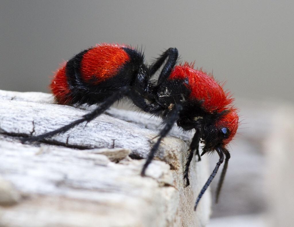 Velvet Ant