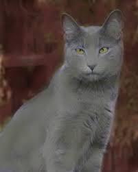 Sootfur Sootfur
