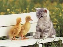 Cat with Ducks