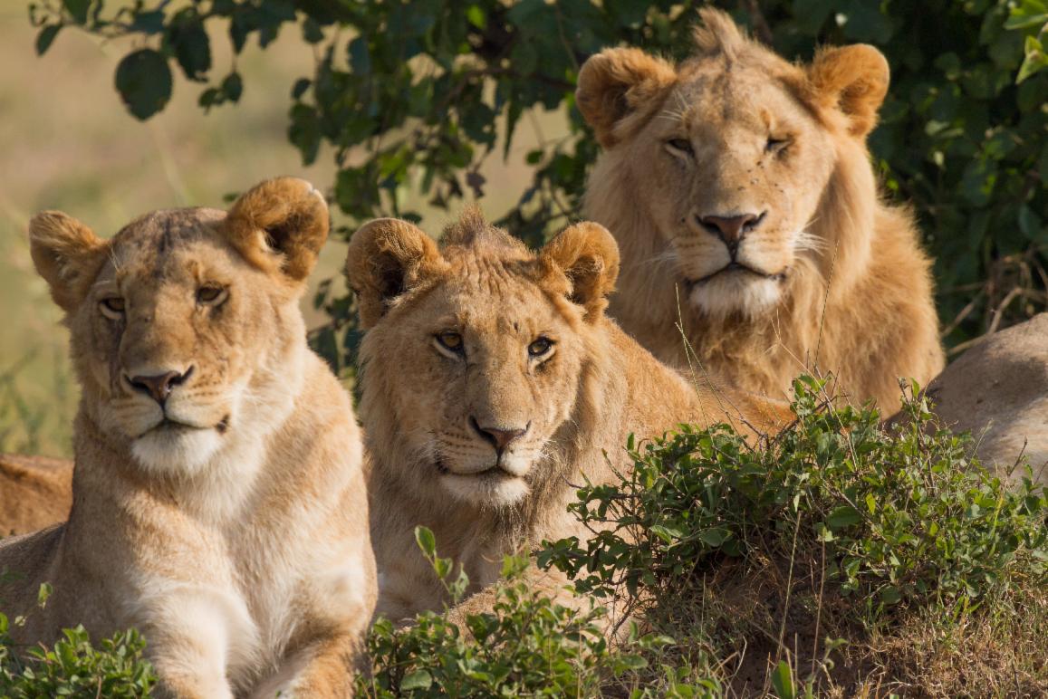 Be raised by Lions Be raised by Lions