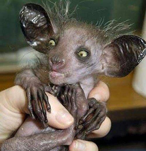 Aye-aye