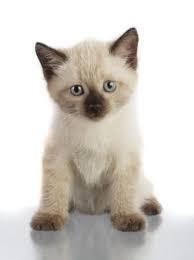 siamese siamese