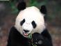 Panda- gentle, soft spirited