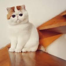 Snoopy the Cat Snoopy the Cat
