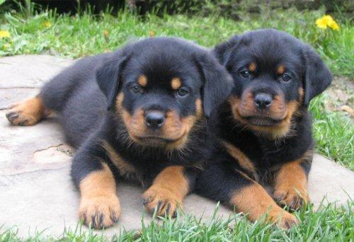 Dogs Dogs