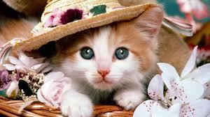 Cat Cat
