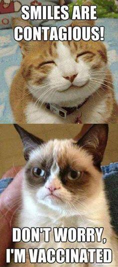 Grumpy cat :) Grumpy cat :)