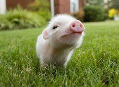 Piglets Piglets