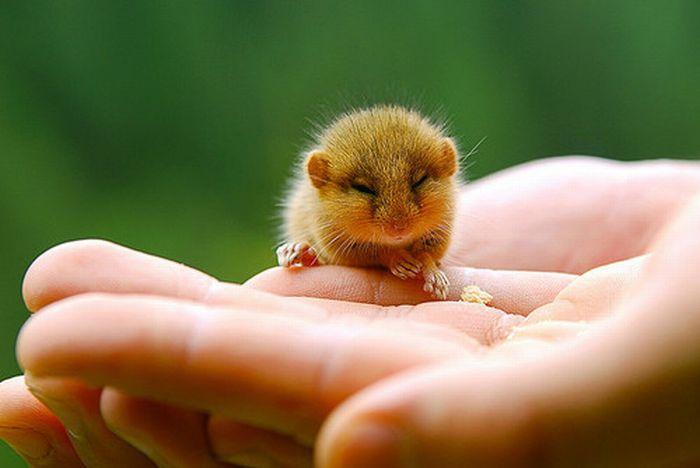 mouse? mouse?