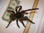 Be locked in a room with hornets, black mambas, black widows, scorpions, Goliath tarantulas (image), and mountain lions