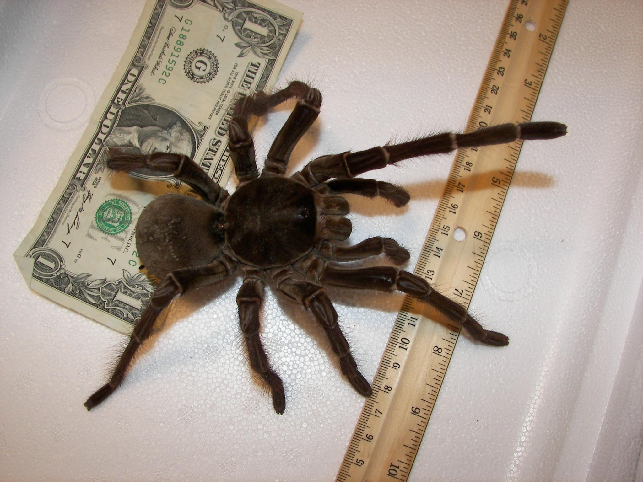 Be locked in a room with hornets, black mambas, black widows, scorpions, Goliath tarantulas (image), and mountain lions