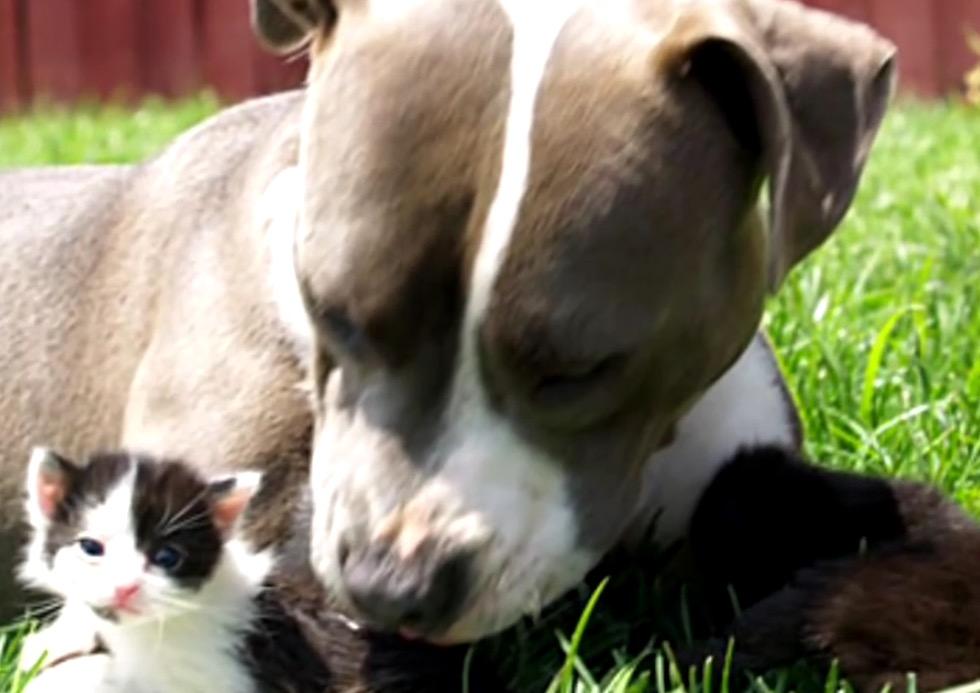 They are one of the kindest dog breeds, I hate it when people hurt them They are one of the kindest dog breeds, I hate it when people hurt them