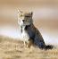 Tibetan Sand Fox