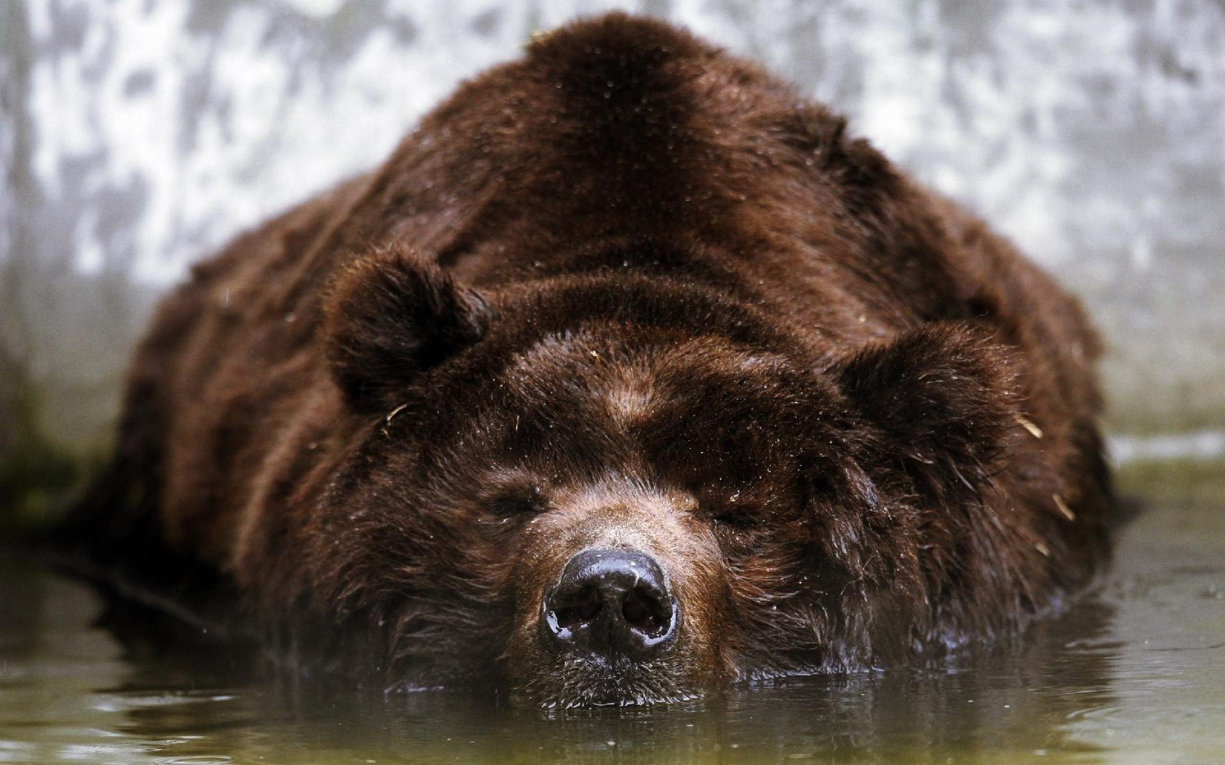 bear bear