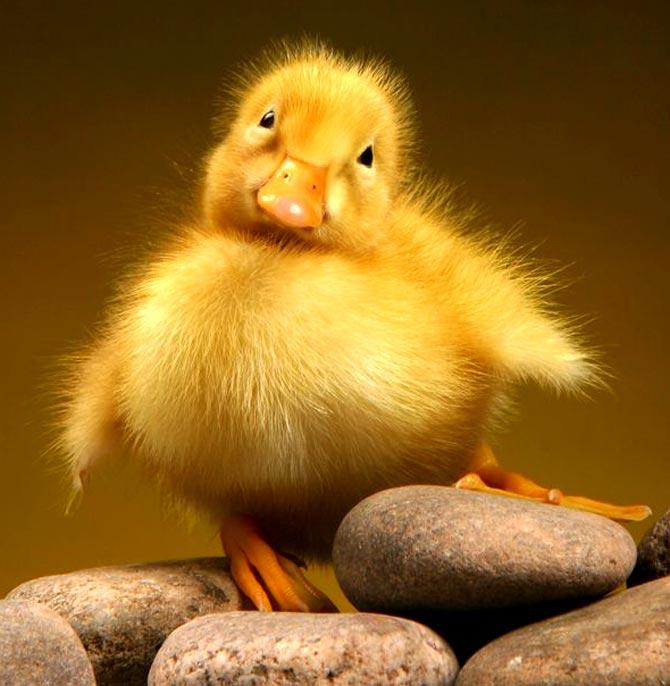 duck duck