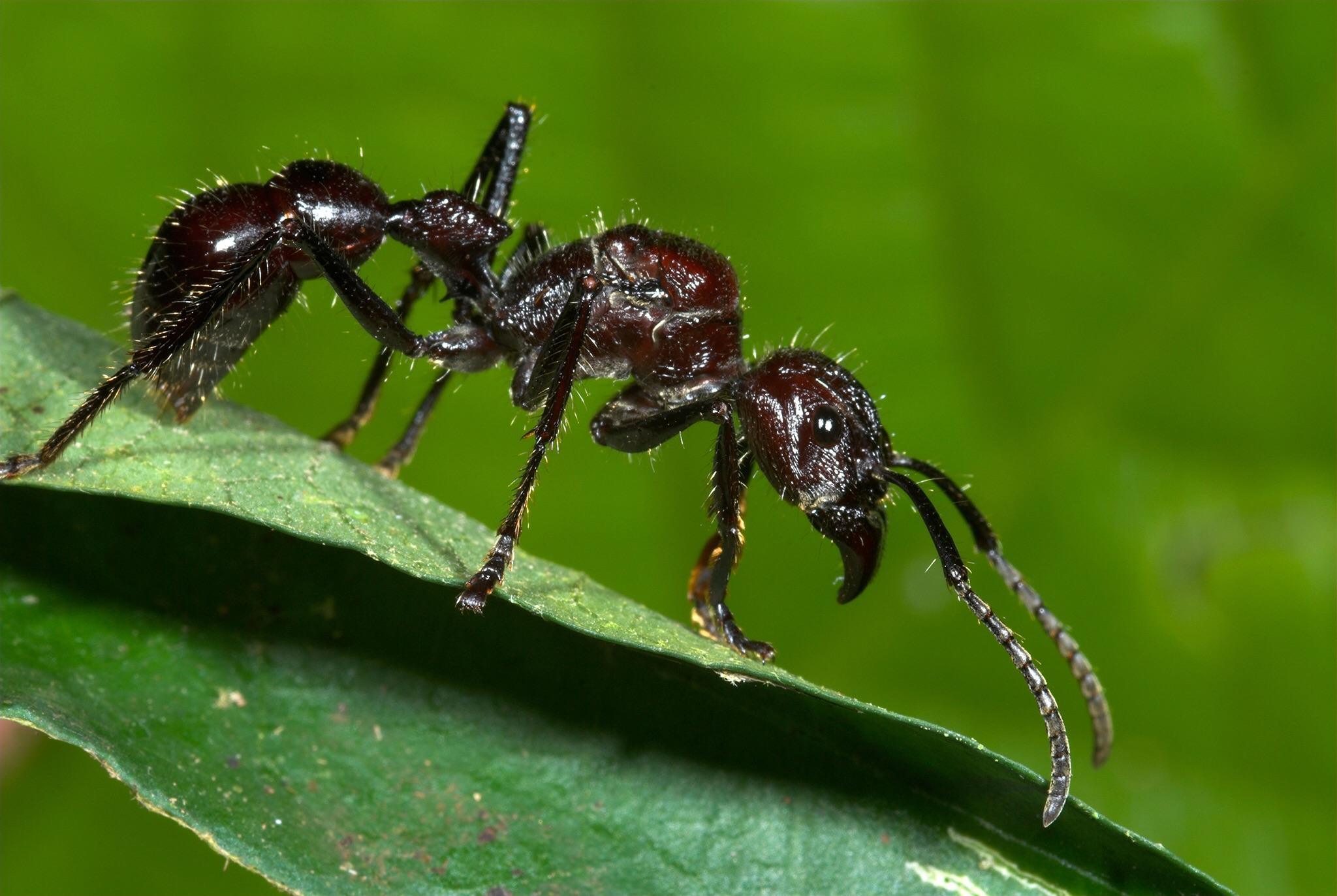 Bullet Ant Bullet Ant