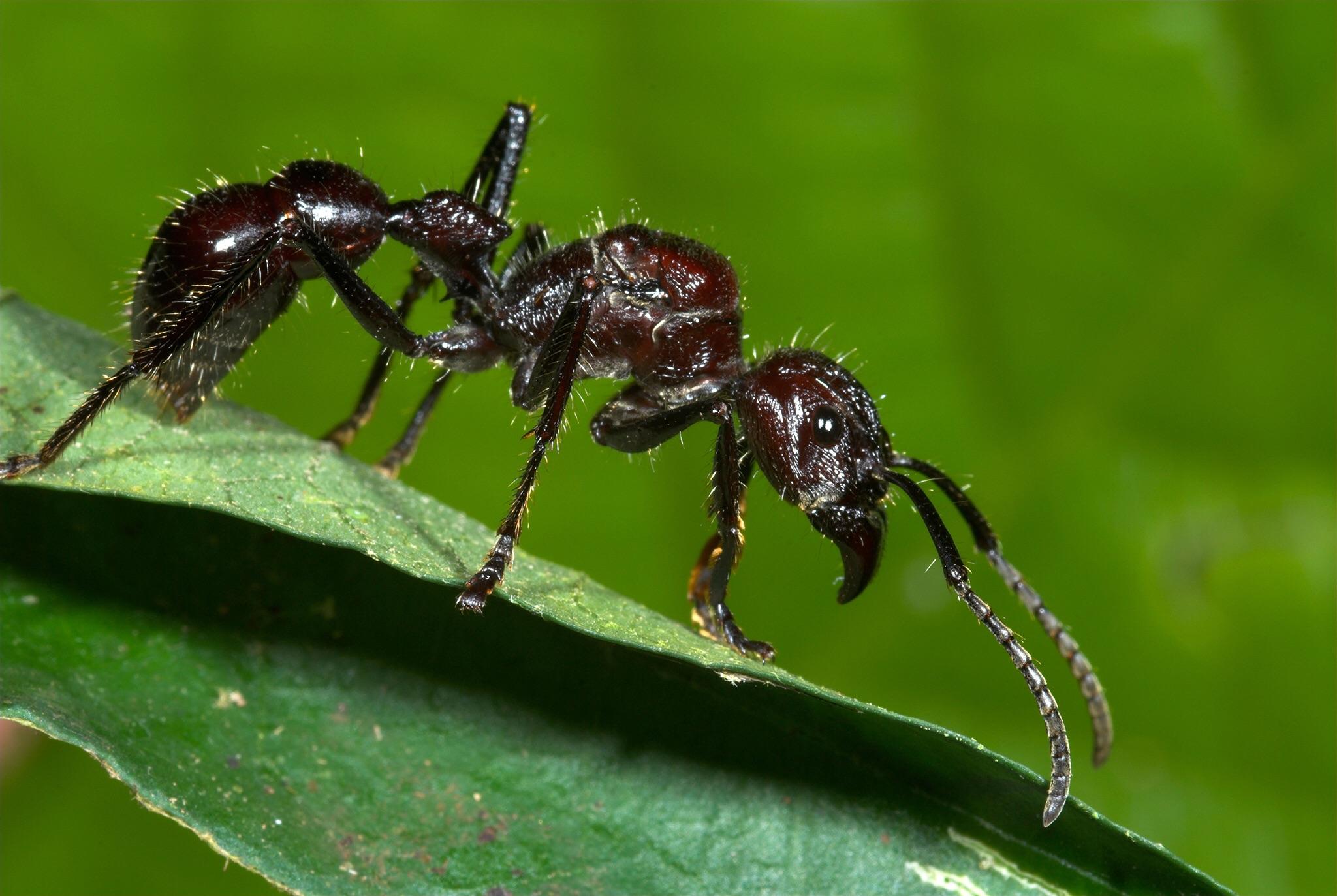 Bullet Ant