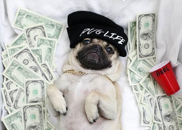 Pug Life Pug