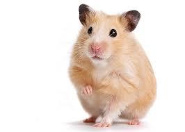 Hamster Hamster