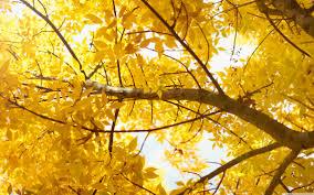 yellow yellow