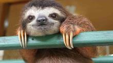 baby  sloth