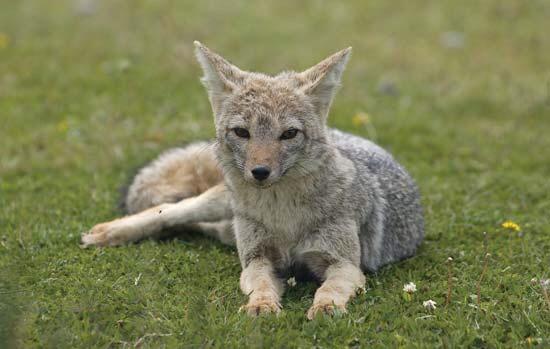 South American Gray Fox South American Gray Fox