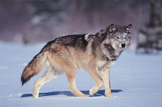 Labrador Wolf