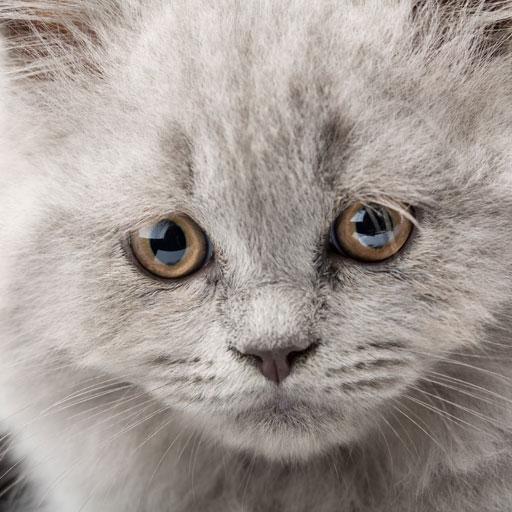Sad cat 1 Sad cat 1