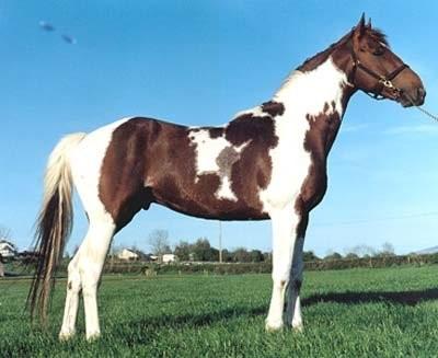 Skewbald Skewbald