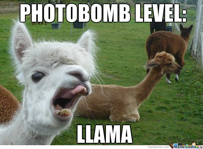Llamas Llamas