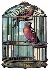 Bird(s) Bird(s)