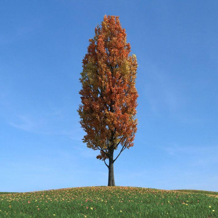 Poplar Poplar