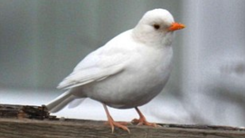 White White