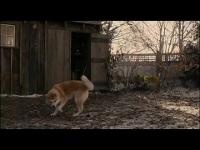 Akita dog-amazing story-YOU WILL CRY