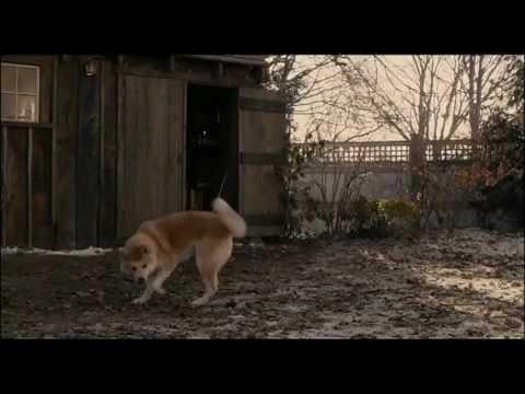 Akita dog-amazing story-YOU WILL CRY Akita dog-amazing story-YOU WILL CRY
