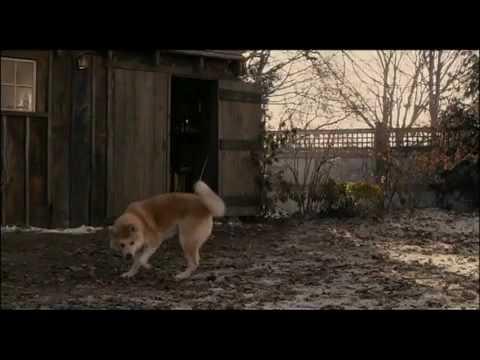 Akita dog-amazing story-YOU WILL CRY