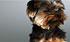 Dog Quiz: Dog Care: Animal Planet Dog Quiz: Dog Care: Animal Planet