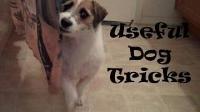 Useful Dog Tricks performed by Jesse (Original Video)