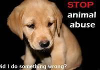 Animal Abuse Needs To STOP!!