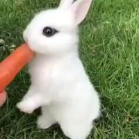 Cute Rabbit Eating Carrot [Video] | Super cute animals, Cute little animals, Animals