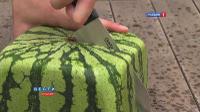 Square watermelons Japan. English version