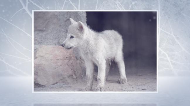 Animoto - The Cry of the Wilderness Animoto - The Cry of the Wilderness