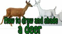 How to draw and shade a deer