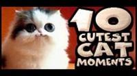 10 Cutest Cat Moments