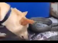 Dog tries to save fish with water (HD Original)