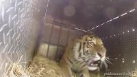 Watch These Animals Being Freed for the Very First Time!
