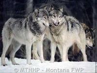 Gray Wolf | Endangered Species Coalition