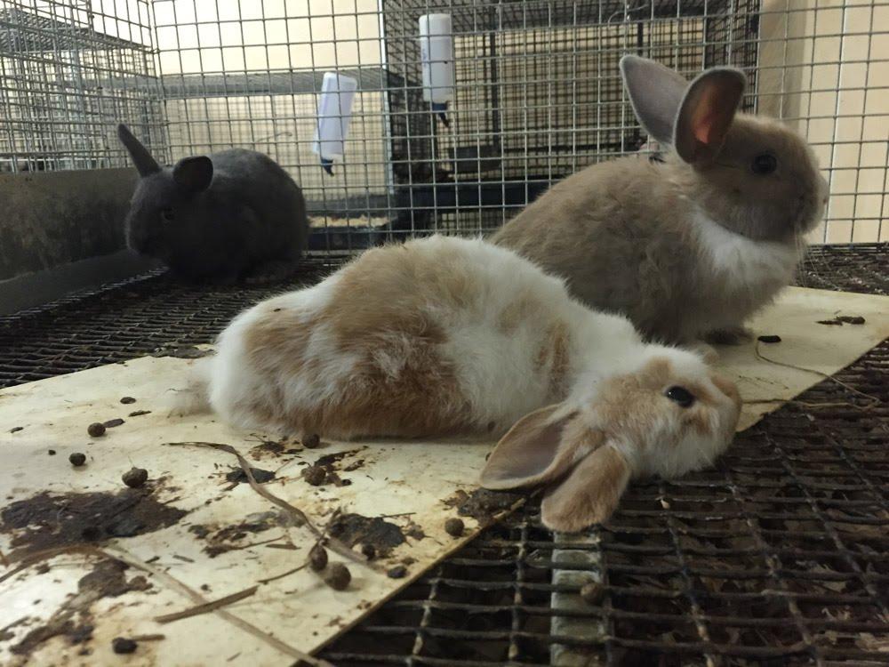 Animals Frozen to Death at Petco and PetSmart Supplier Animals Frozen to Death at Petco and PetSmart Supplier