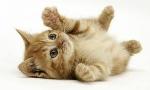 How much do you know about domestic cats!